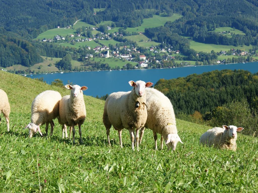 Biobauernhof Nussbaumer Villa Nussdorf am Attersee Eksteriør bilde